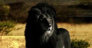 عکس های از شیر سیاه (آیا شیر سیاه واقعی است ؟)