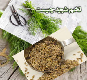 تخم شوید چیست و چه خواص و مضراتی دارد