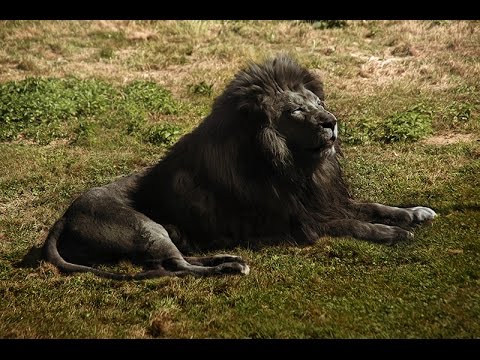 عکس شیر سیاه