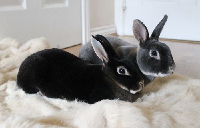 خرگوش نژاد مینی رکس (Mini Rex)