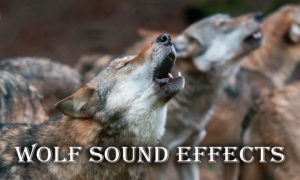 دانلود 12 افکت زوزه گرگ و صدای گرگ صوتی با کیفیت بالا برای صداگذاری