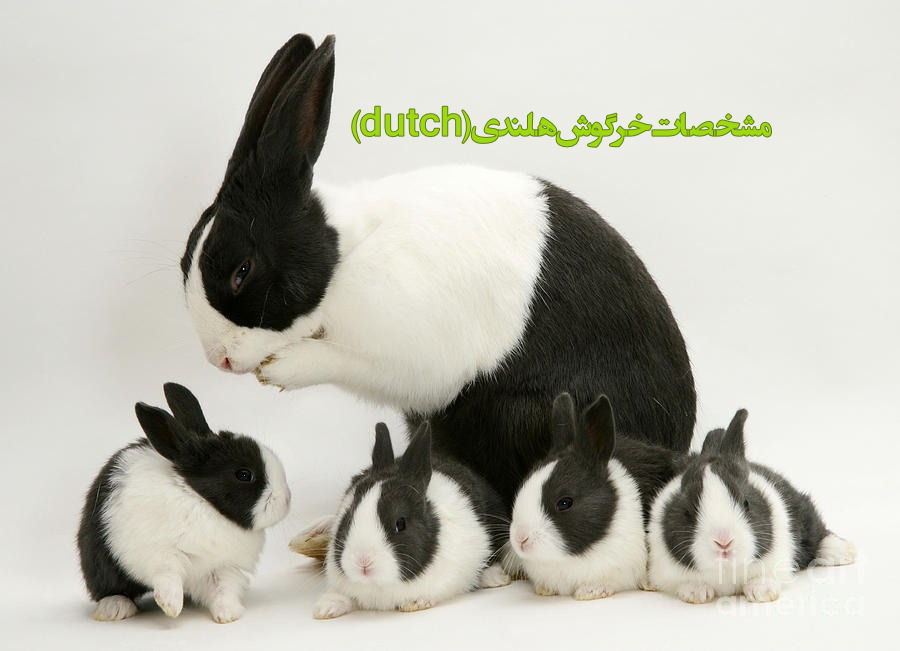 خصوصیات و وِیژگی های خرگوش هلندی چه خص