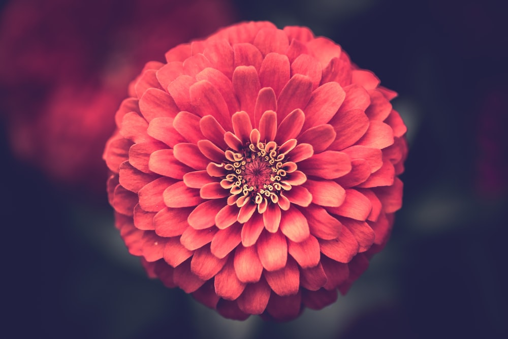 عکس گل برای پروفایل واتساپ