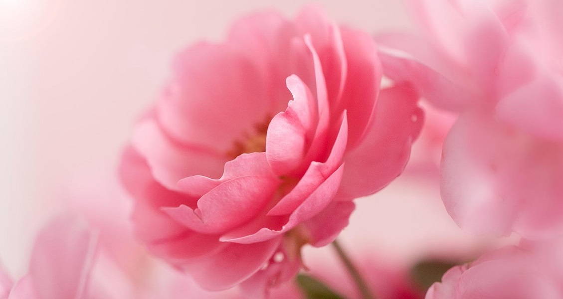 بک گراند گل رز صورتی برای گوشی