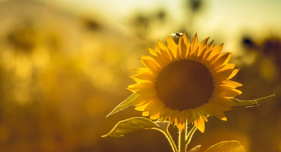 بک گراند گل آفتابگردان برای موبایل