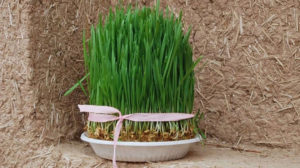 زمان مناسب برای کاشت انواع سبزه عید نوروز