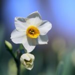 عکس گل نرگس سفید