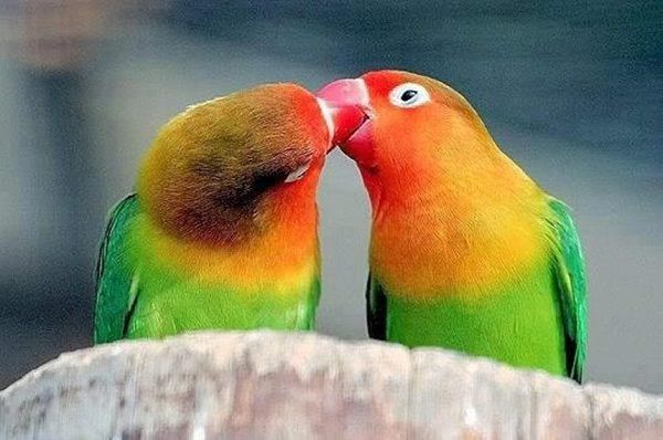 بوسیدن مرغ عشق