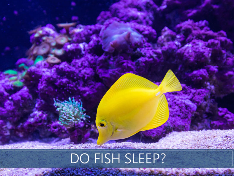 آیا ماهی با چشمانی باز می خوابد؟