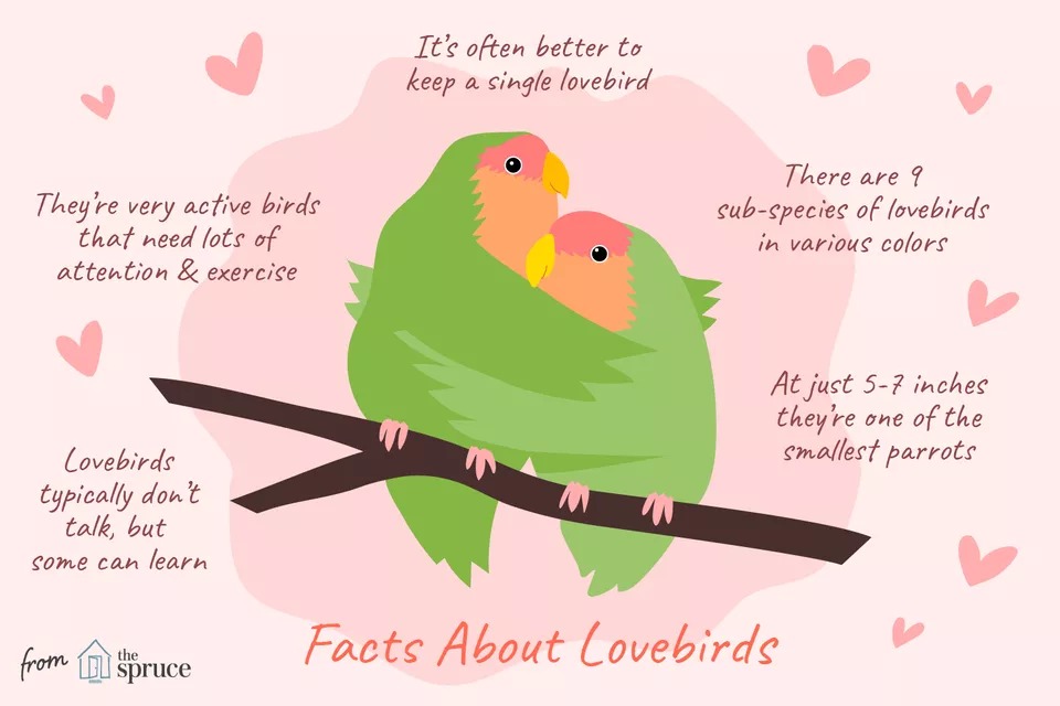 حقایقی در مورد مرغ عشق