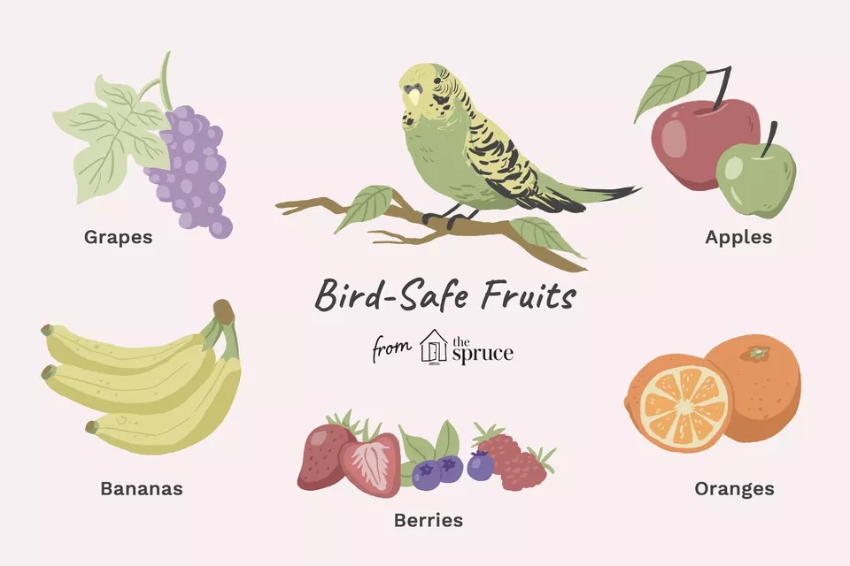 میوه های مفید برای پرندگان