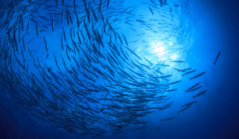 تعداد ماهی ها در اقیانوس