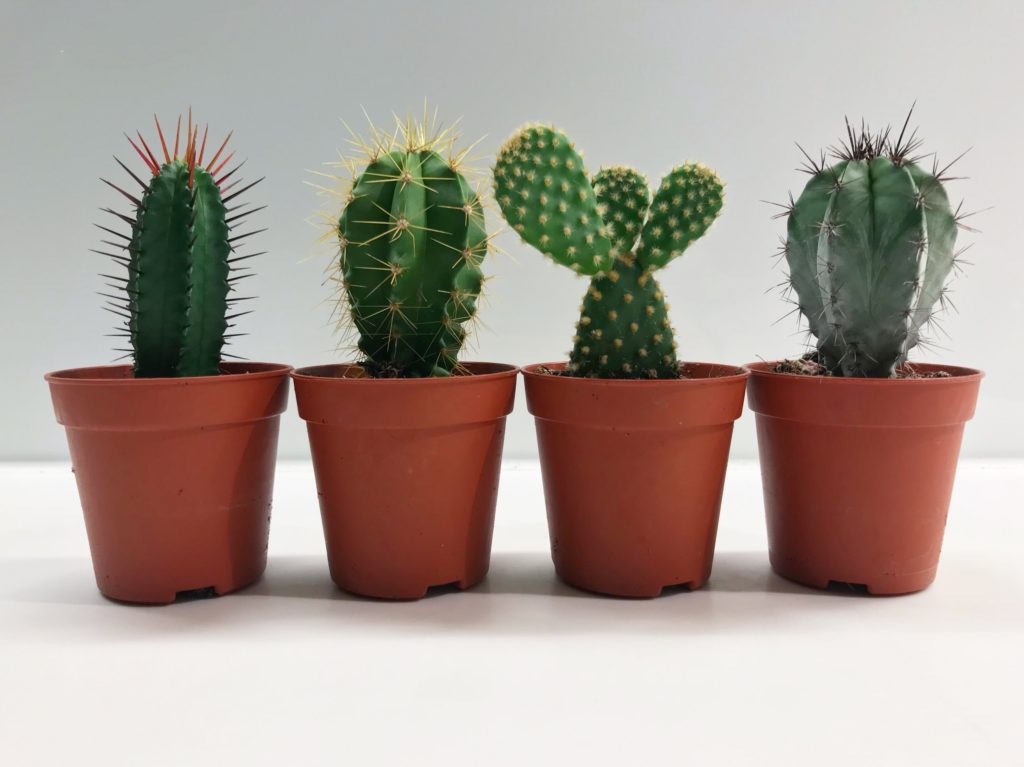 علت خم شدن ساقه کاکتوس چیست؟ (انواع کاکتوس)