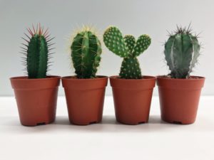 علت خم شدن ساقه کاکتوس چیست؟ (انواع کاکتوس)