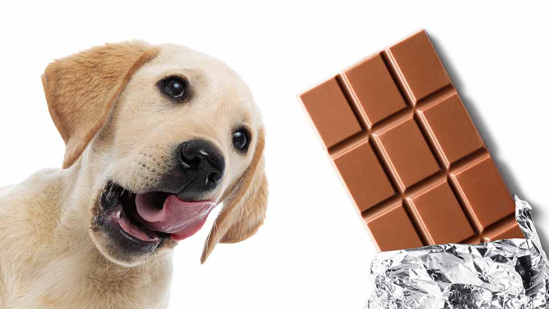 اگر سگ شکلات بخورد، چه اتفاقی می افتد؟