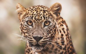 در جهان چند نوع پلنگ وجود دارد؟ (انواع نژاد پلنگ + عکس)