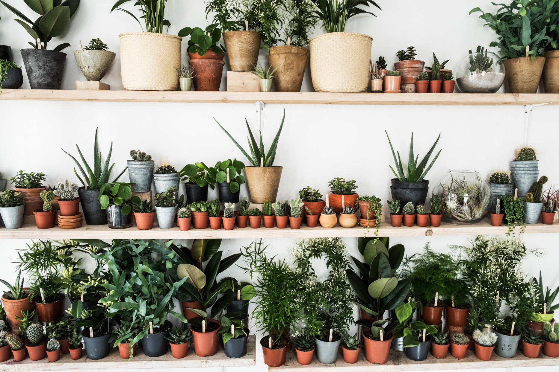10 نوع از بهترین گیاهان آپارتمانی