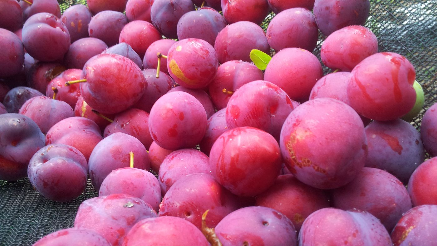 آلو برای رشد مو