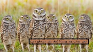 تعبیر خواب جغد چیست؟ (جغد سفید ،سیاه، قهوه ای)