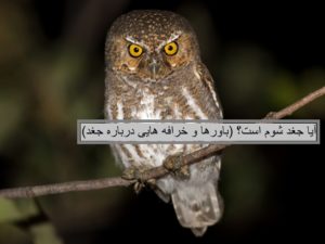 آیا جغد شوم است؟ (باورها و خرافه هایی درباره جغد)