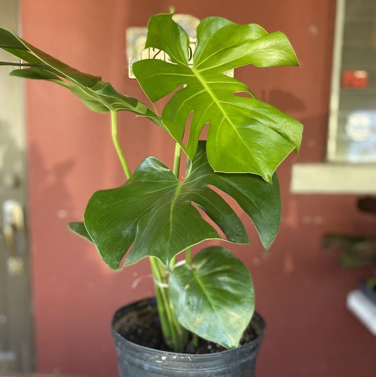 گیاه برگ انجیری (Monstera Deliciosa)