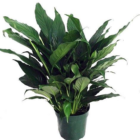 گیاه سوسن صلح (Peace Lily)