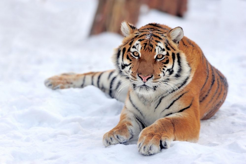 North-Korea Siberian-tigers