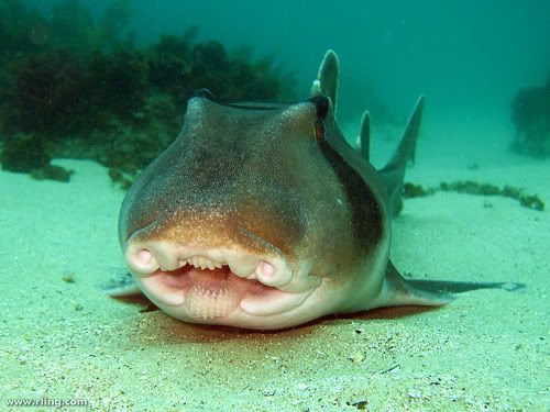 Port Jackson Shark