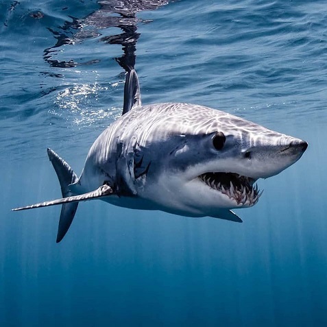 shortfin-mako-shark