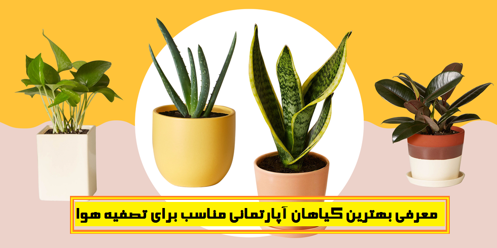 معرفی بهترین گیاهان آپارتمانی مناسب برای تصفیه هوا