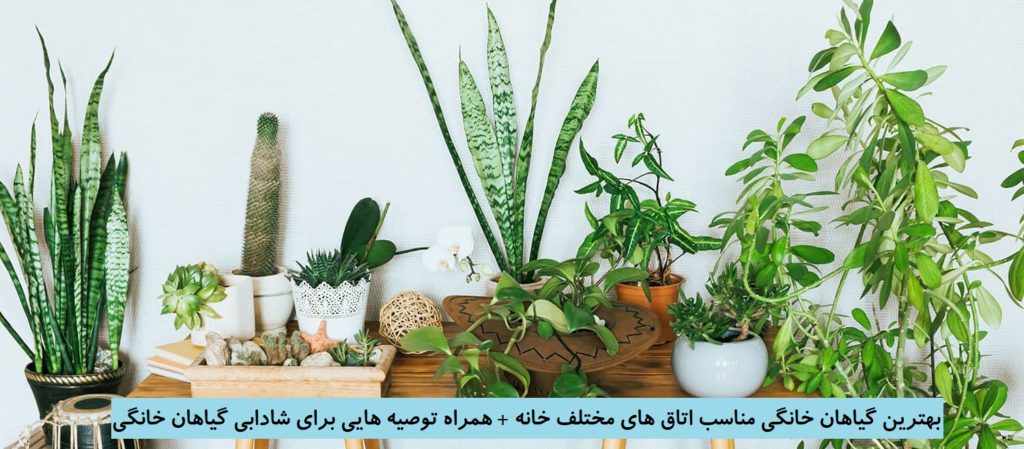 معرفی انواع گیاهان آپارتمانی مناسب اتاق خواب ، پذیرایی و آشپزخانه