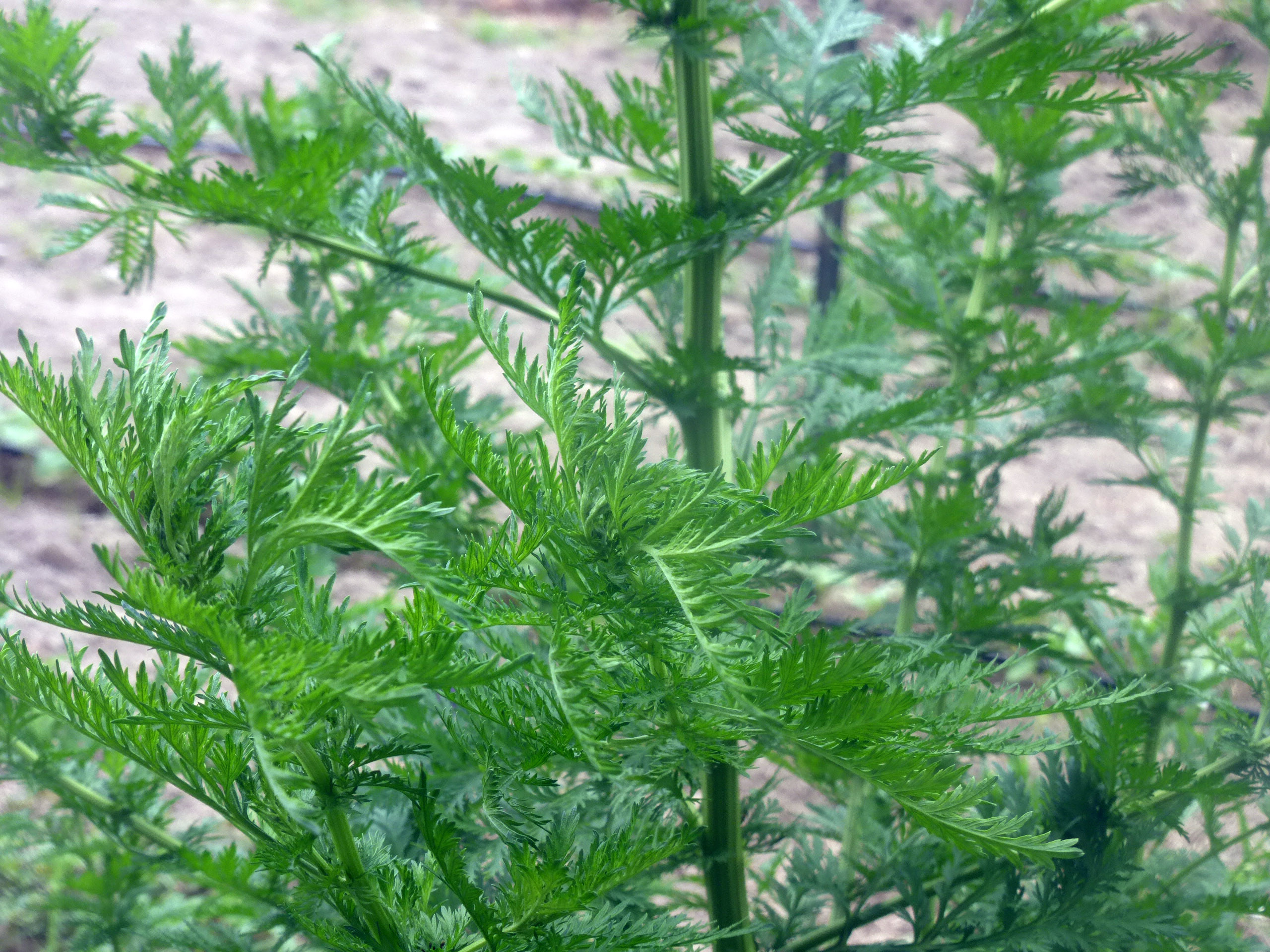 افسنطین شیرین(Artemisia annua) گیاهی با گلهای کوچک زرد می باشد