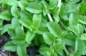 سبزی خالواش در چه غذاهایی استفاده میشود؟