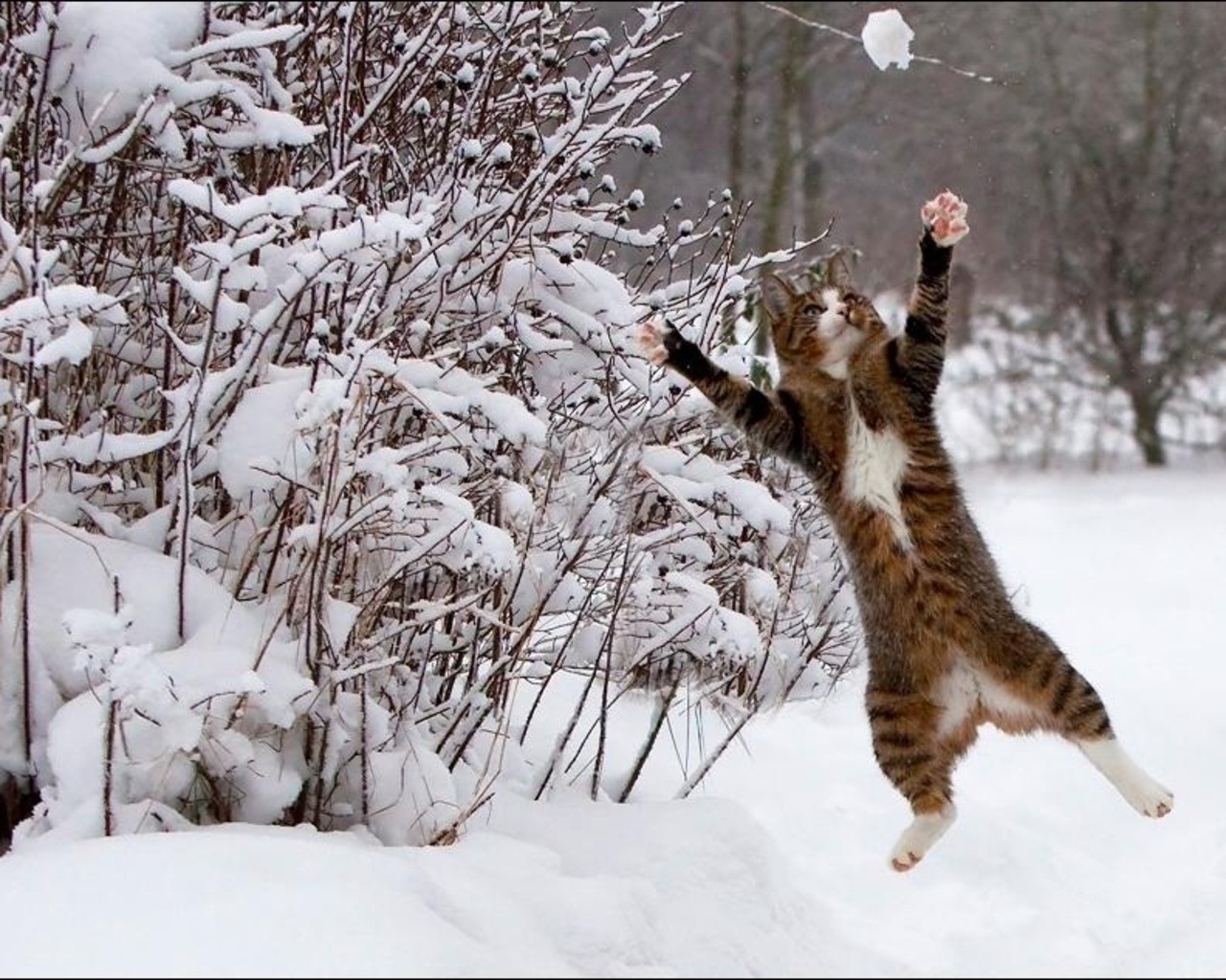 جدیدترین عکس حیوانات در برف زمستان زیبا و جالب