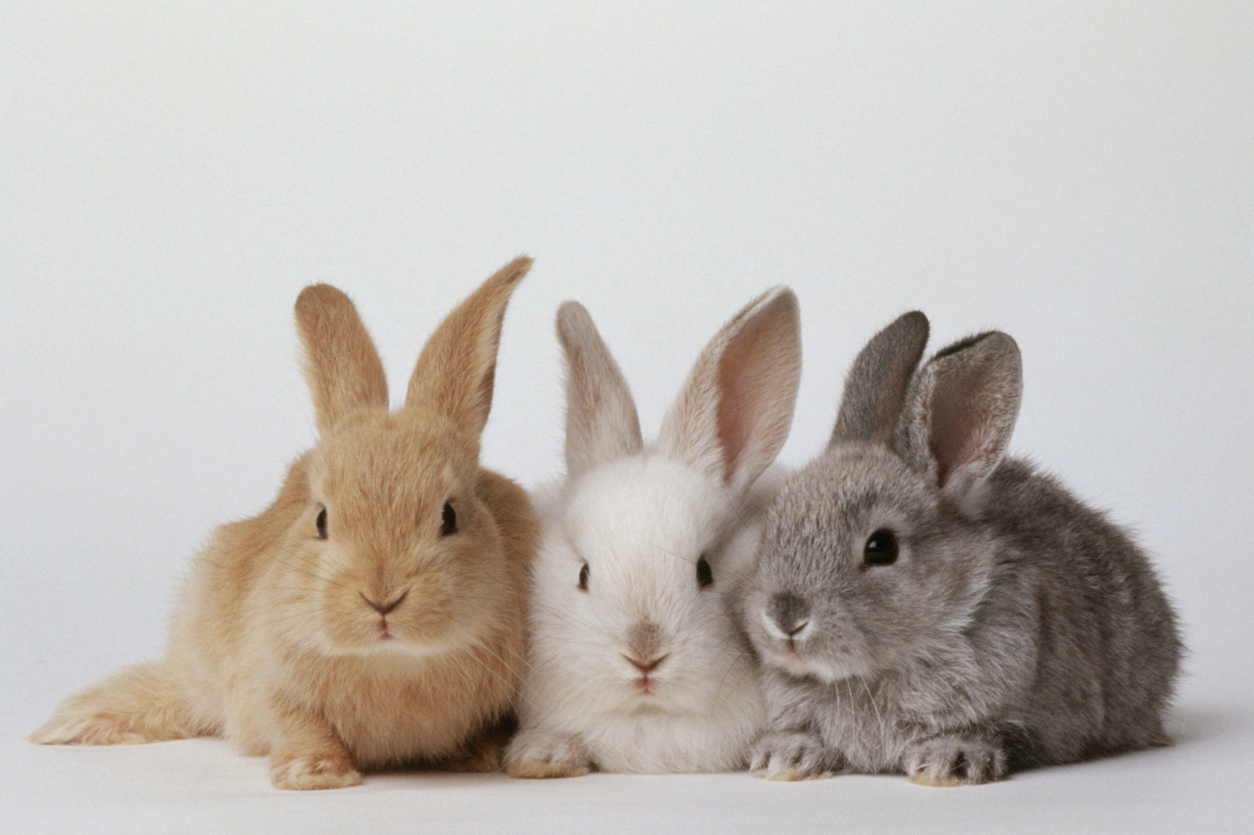 ‎روش آموزش دستشویی به خرگوش ها که نگهداری آنها را راحت تر می کند