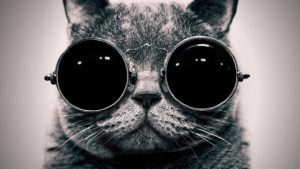 انتخاب اسم برای گربه سیاه (فهرستی از اسم های پیشنهادی برای گربه سیاه)