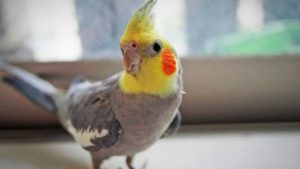 روش آموزش حرف زدن به عروس هلندی بصورت مرحله ای