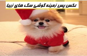 عکس پس زمینه موبایل سگ های زیبا و بامزه