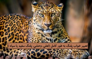 تعبیر خواب پلنگ به طور کامل (اهلی، وحشی، پلنگ سفید یا سیاه )
