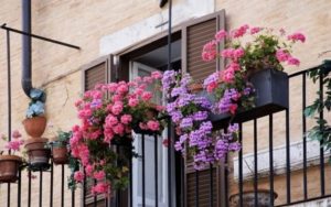 انواع گل زمستانی برای بالکن برای رنگی شدن تراس شما در فصل زمستان