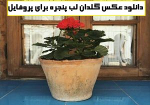 دانلود عکس گلدان لب پنجره برای پروفایل بسیار زیبا و چشم نواز