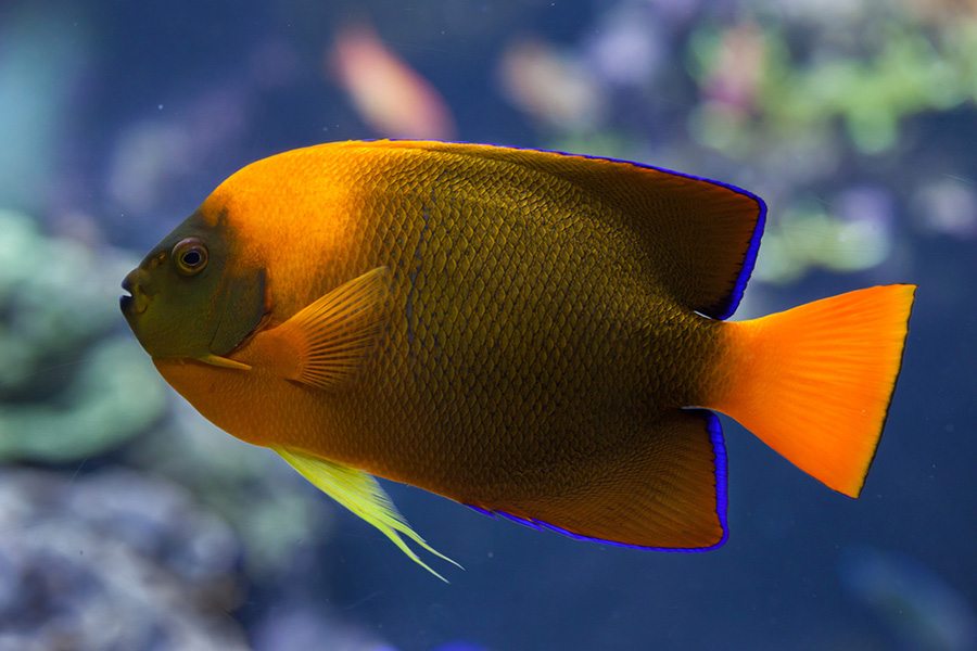 CLARION ANGELFISH گرانترین ماهی آکواریوم جهان