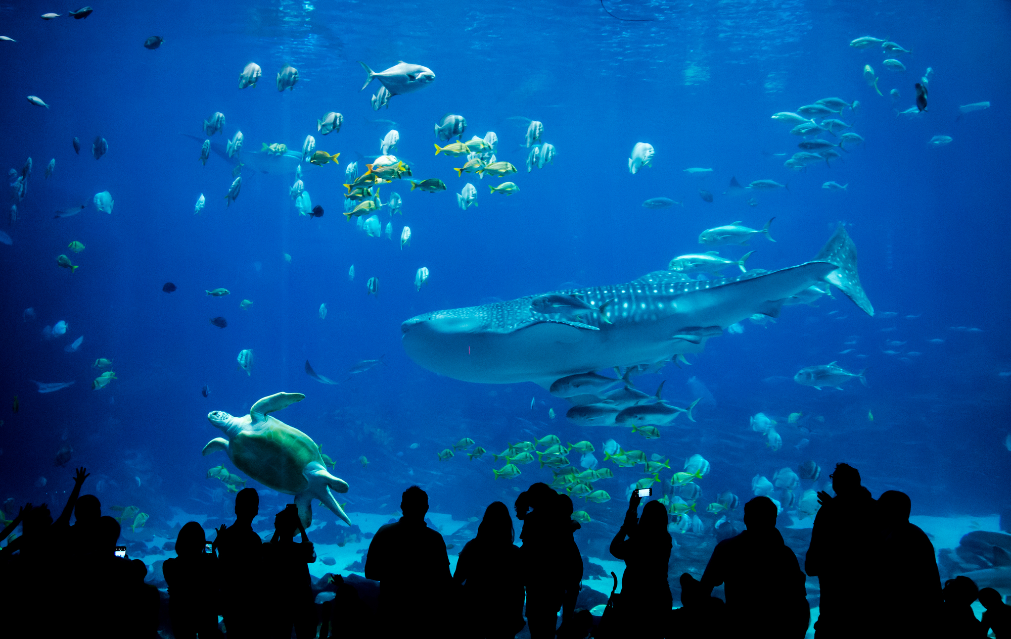 GEORGIA AQUARIUM