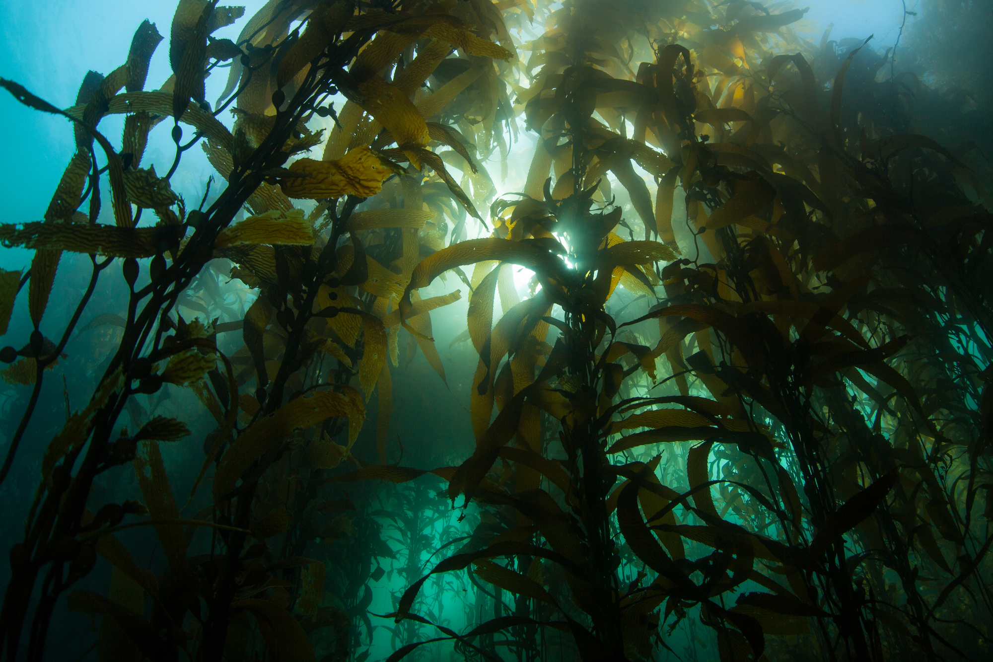 بزرگترین آکواریوم جهان MONTEREY BAY AQUARIUM