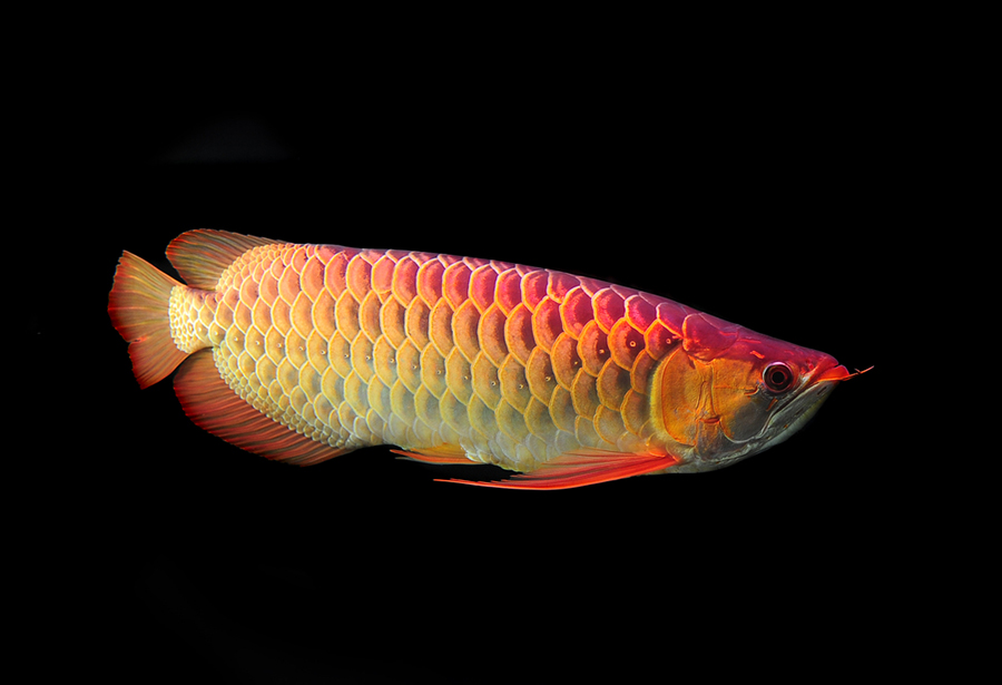 گرانترین ماهی آکواریومی جهان چه قیمتی دارد؟ 10 ماهی گران قیمت همراه تصاویر