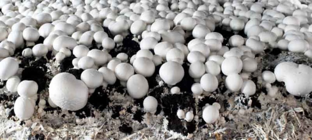 انواع قارچ خوراکی پرورشی در ایران را بشناسید