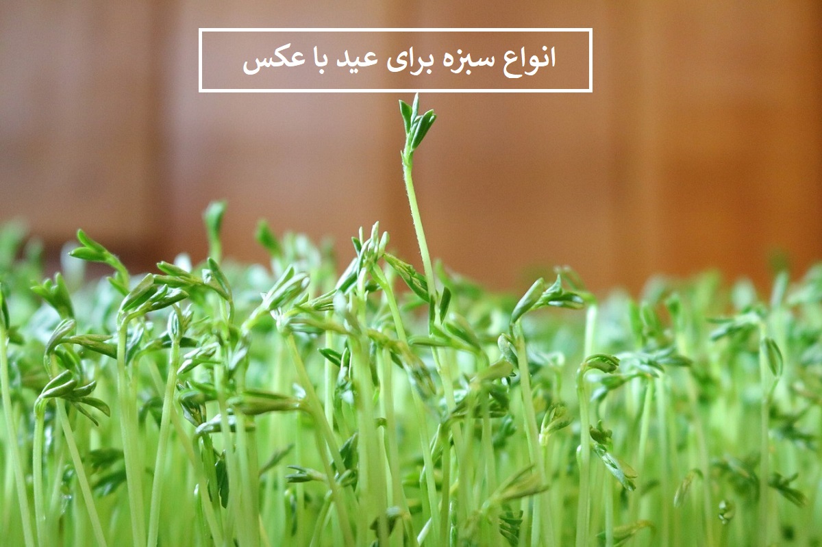 انواع بذر سبزه عید با عکس