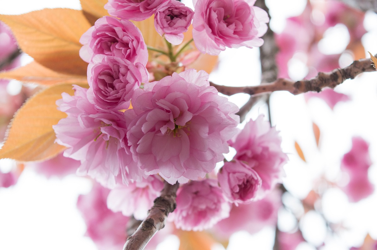 عکس پروفایل شکوفه های بهاری