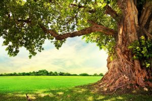 متن و شعر درباره درخت به مناسبت روز درختکاری (15 اسفند)