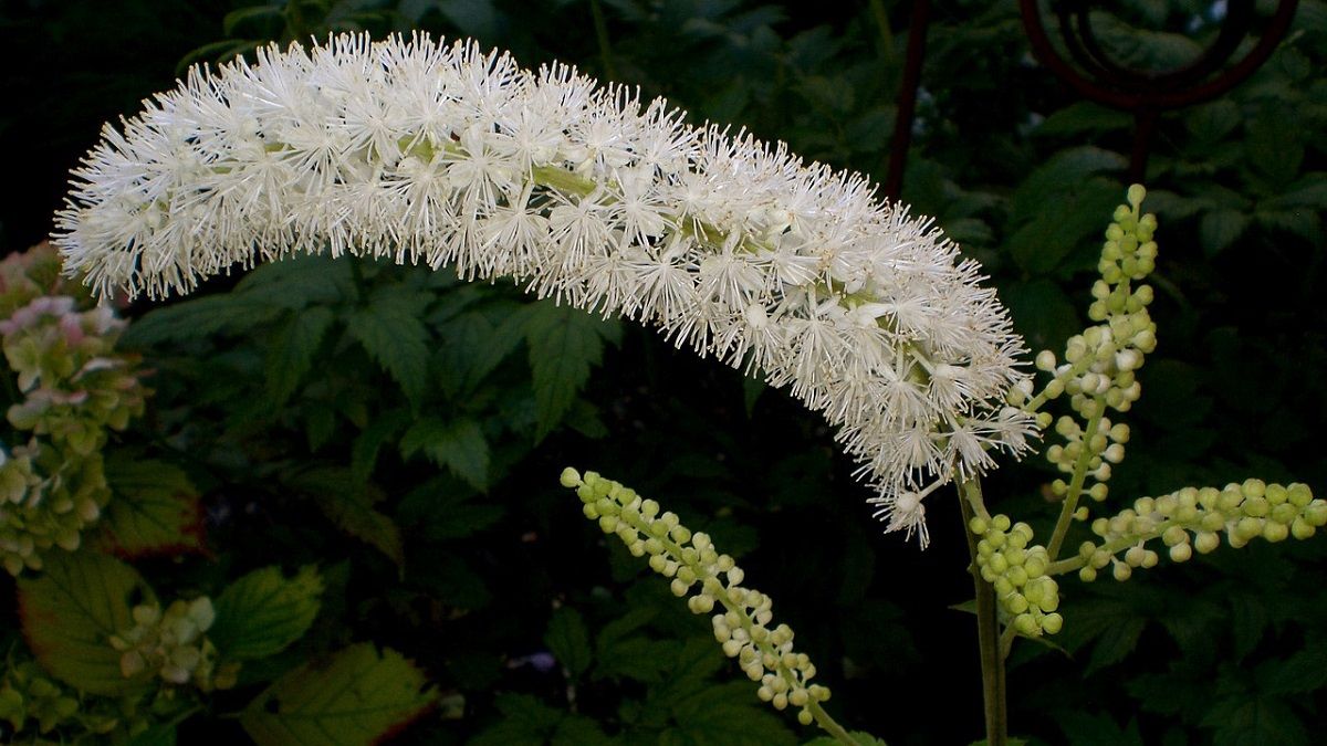 کوهوش سیاه (Black cohosh) باعث سقط جنین می شود